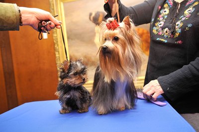 Gary Gershoff/Getty Images Entertainment/Getty Images Coat colors change as Yorkies age.