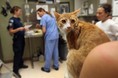 John Moore/Getty Images News/Getty Images Ask your vet about post-neutering surgery recovery and cat litter.