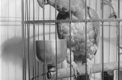 Orlando/Valueline/Getty Images Most chemical cleaners are toxic for your bird.