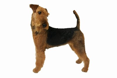 George Doyle & Ciaran Griffin/Stockbyte/Getty Images Your Airedale terriers tail won't hold his interest for long.