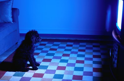 Ryan McVay/Photodisc/Getty Images Give your pooch some company while you're not around.