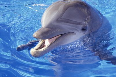 Paul Katz/Photodisc/Getty Images Becoming a dolphin trainer offers many rewards for both dolphins and their trainers.