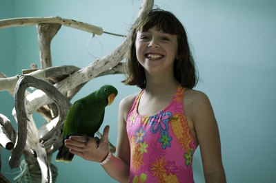 Photodisc/Photodisc/Getty Images Construct your parrot's gym out of bird-safe wood and PVC pipe.