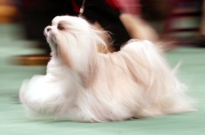 Mario Tama/Getty Images News/Getty Images The Maltese is a tiny white dog with a long, flowing coat.
