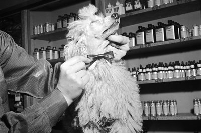 Barry/Valueline/Getty Images It takes time and effort to achieve a poodle's attractive coat.