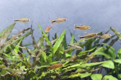 Besjunior/iStock/Getty Images Nobody wants algae all over their aquarium plants and decorations.
