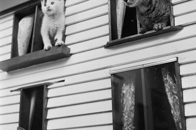 Douglas Grundy/Valueline/Getty Images Cats long to go out and explore, but make it a safe option with an enclosed run.