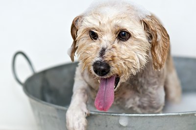 tioperchas/iStock/Getty Images Bathe your dog indoors during cold weather.