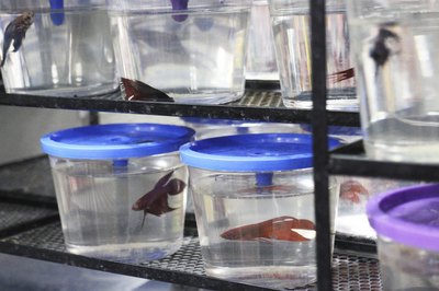 glegorly/iStock/Getty Images Keep betta fish separate as they are territorial.