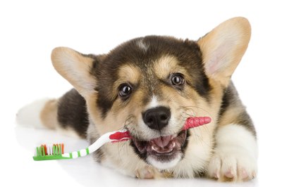 photodeti/iStock/Getty Images You can brush your puppy's teeth before tucking him into bed.