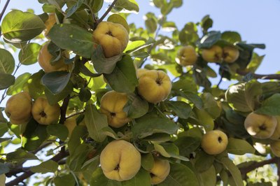 Garden Guides | How to Catch Falling Fruit