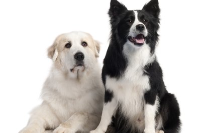 GlobalP/iStock/Getty Images Great Pyrenees are gentle giants