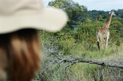 David De Lossy/Valueline/Getty Images Park rangers protect endangered animals from unlawful hunting.