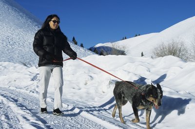 Karl Weatherly/Photodisc/Getty Images Walking a dog in harsh weather conditions requires dog shoes.
