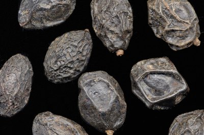 Siri Stafford/Lifesize/Getty Images Serenoa repens is commonly known as saw palmetto.