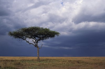 Anup Shah/Digital Vision/Getty Images Acacia trees are common in warmer parts of Australia, Asia and the Pacific islands.