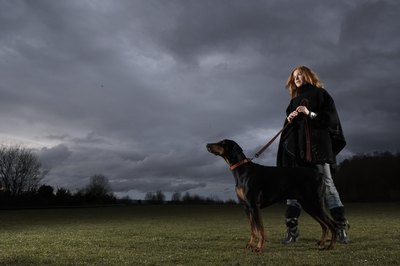 Thomas Northcut/Photodisc/Getty Images A rescued Doberman pinscher can be a perfect companion.