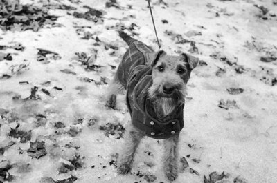 Three Lions/Valueline/Getty Images Put the coat on your pup when temperatures fall below freezing.