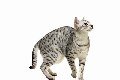 George Doyle & Ciaran Griffin/Stockbyte/Getty Images A cat's tail can say so much about his current emotions.