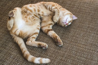 deyangeorgiev/iStock/Getty Images "Zzzzzzzzz."