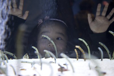 Seiya Kawamoto/Digital Vision/Getty Images Planted aquariums need more light than fish-only setups.