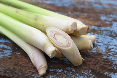 is lemongrass poisonous to dogs