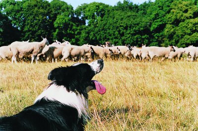 Digital Vision./Digital Vision/Getty Images Herding breeds are easily trained to work cattle or sheep.