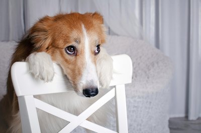 Ksuksa/iStock/Getty Images If you can stay calm, so will your pup.