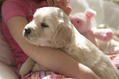 Chris Amaral/Digital Vision/Getty Images Relaxing in the sun can sometimes mean bad things for your pup's nose.