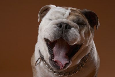 Chris Amaral/Digital Vision/Getty Images Make up your own hand command to teach your pooch to speak.