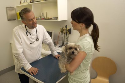 Dean Golja/Digital Vision/Getty Images Some vegetables can make your dog very sick.