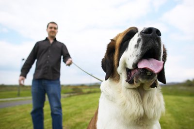 George Doyle/Stockbyte/Getty Images Walk your Saint before you leave.