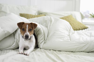 Digital Vision./Photodisc/Getty Images Keeping your pooch off the bed is as easy as closing a door.