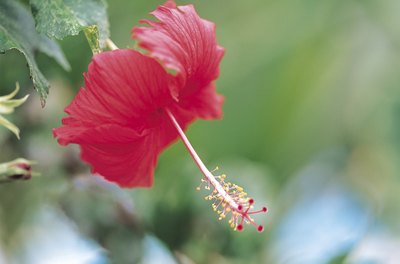 Hemera Technologies/Photos.com/Getty Images The hibiscus flower gives the tea its bright pink color.