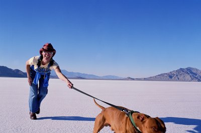 Ryan McVay/Digital Vision/Getty Images Elastic leashes retract naturally, preventing a dog from severe jolts.