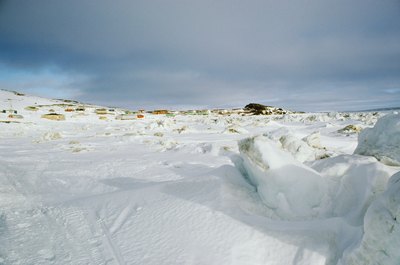 Photos.com/Photos.com/Getty Images Alaskan malamutes were common as companion animals in Inuit settlements.