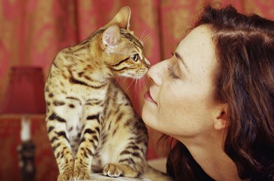 Brand X Pictures/Brand X Pictures/Getty Images A head butt is a friendly way Kitty says "Hello."