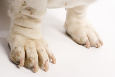 BananaStock/BananaStock/Getty Images An infection can turn healthy nails into nasty-colored and nasty-smelling nails.