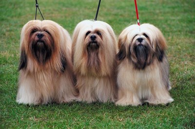 Jupiterimages/Photos.com/Getty Images Keep your Lhasa apso groomed to prevent skin problems.
