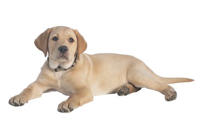 Comstock/Comstock/Getty Images Your puppy needs extra calories to support his growth.