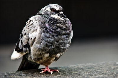 Jupiterimages/Photos.com/Getty Images Pigeons make their own winter coats.