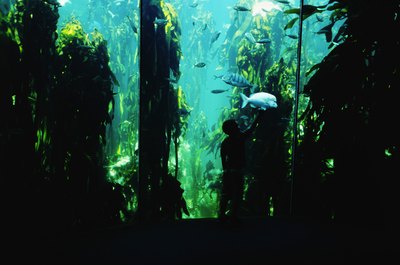 Stockbyte/Stockbyte/Getty Images Aquariums vary wildly in their current requirements.