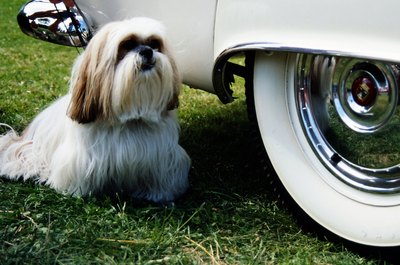 Jupiterimages/Photos.com/Getty Images Your dog may be small, but that doesn't mean he should ride in your lap.