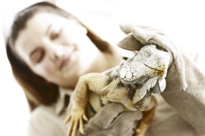 Hemera Technologies/AbleStock.com/Getty Images Zoologists work for zoos, animal sanctuaries, research laboratories and government agencies.