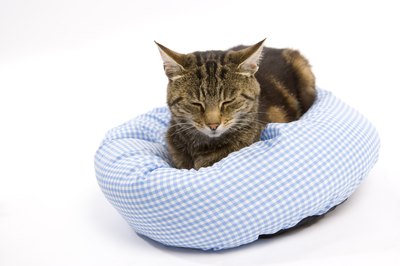 Bed Bug Treatment for Cats - Pets