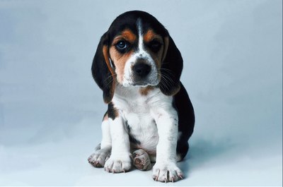 Jupiterimages/Photos.com/Getty Images Get your little lovebug thoroughly checked out at his well puppy exam.