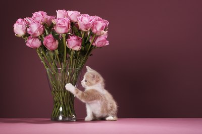 Martin Poole/Digital Vision/Getty Images Call a poison hotline if you suspect your cat ate something toxic.