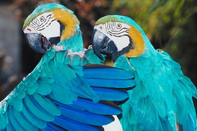 Jupiterimages/Photos.com/Getty Images Some birds will help preen each other.