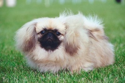 Jupiterimages/Photos.com/Getty Images Your poofy Peke can rock a hairstyle of any length.