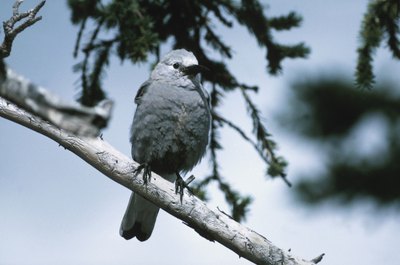 Hemera Technologies/AbleStock.com/Getty Images Bird-watching is an engaging and stimulating activity for most cats.